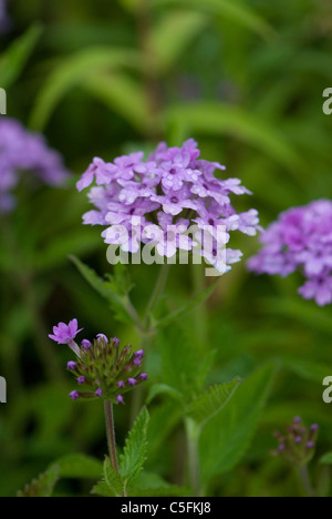 EISENKRAUT "LA FRANCE" Stockfoto