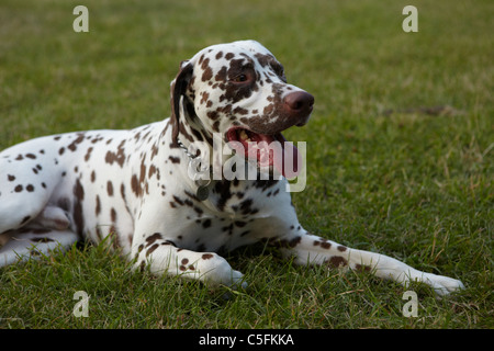 Ältere männliche Dalmatiner über 2 Jahre alten Rüden Stockfoto