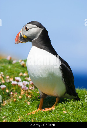 Puffin, Fratercula Arctica, UK. Stockfoto