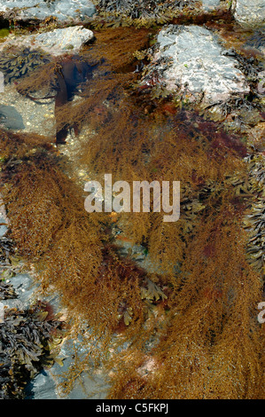 Japweed (Sargassum Muticum), ein Braunalgen, ein eingebürgerter Schädling im Rockpool, UK Stockfoto