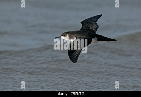 Manx Shearwater im Flug Stockfoto