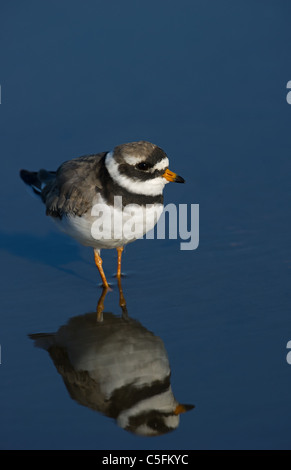 Flussregenpfeifer Regenpfeifer spiegelt sich im blauen Wasser Stockfoto