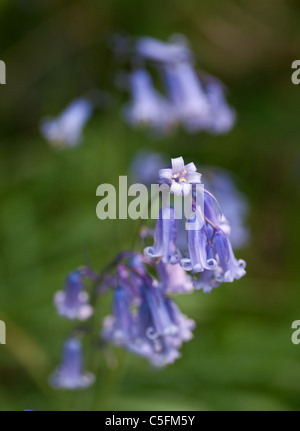 Eine vertikale Makroaufnahme einer Glockenblume in Blüte (Hyacinthoides non-Scripta) Stockfoto