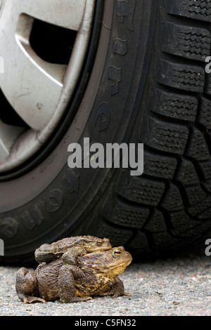 Gemeinsamen Kröte / Europäische Kröte (Bufo Bufo) paar vor Auto Reifen Migration in Amplexus auf Weg zur Zucht Teich im Frühjahr Stockfoto