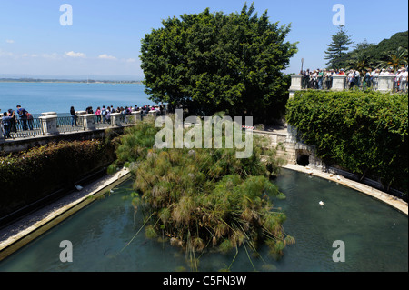 Fonte Aretusa in Ortigia, Syrakusa, Sizilien, Italien Stockfoto