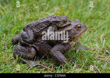 Gemeinsamen Kröte / Europäische Kröte (Bufo Bufo) paar Migration in Amplexus Zucht Teich im Frühjahr, Deutschland Stockfoto