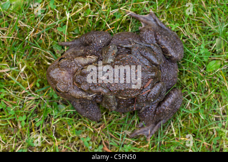 Gemeinsamen Kröte / Europäische Kröte (Bufo Bufo) paar Migration in Amplexus Zucht Teich im Frühjahr, Deutschland Stockfoto