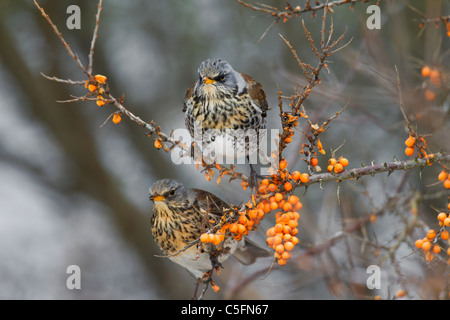 Wacholderdrosseln (Turdus Pilaris) ernähren sich von Sanddorn (Hippophae Rhamnoides)-Beeren im Winter entlang der Nordseeküste Stockfoto