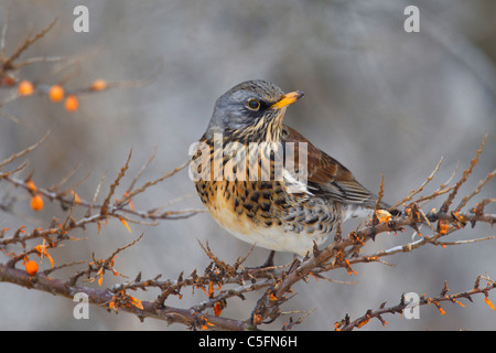 Wacholderdrossel (Turdus Pilaris) ernähren sich von Sanddorn (Hippophae Rhamnoides) im Winter, Deutschland Stockfoto