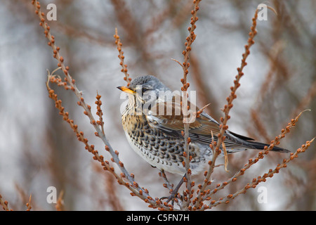 Wacholderdrossel (Turdus Pilaris) thront im Busch im Winter, Deutschland Stockfoto