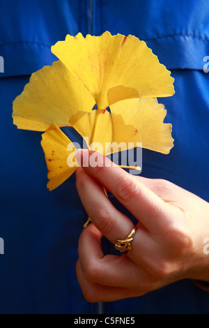 Frau mit Ginkgo Biloba Blätter im Herbst in der Hand. Stockfoto