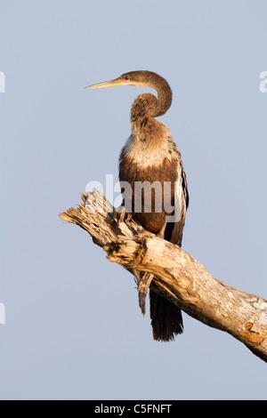 Amerikanische Darter (Anhinga Anhinga) Erwachsenen gehockt Baum Stump, Costa Rica, Mittelamerika Stockfoto