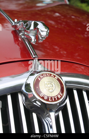 "Springende Jaguar" Maskottchen auf Motorhaube eines Oldtimers Jaguar Stockfoto