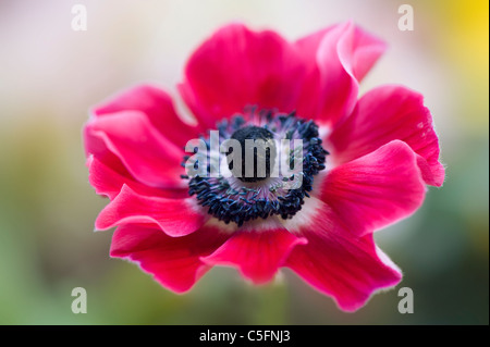 Anemone De Caen Blume windflower Stockfoto