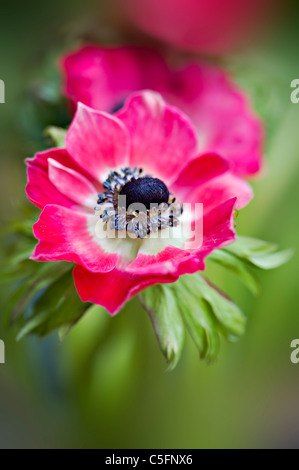 Anemone De Caen Blume windflower Stockfoto