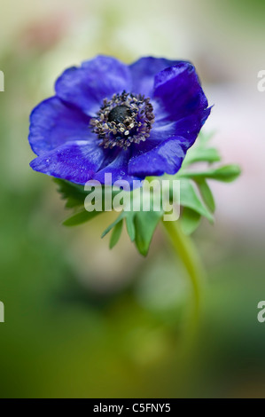 Anemone De Caen Blume windflower Stockfoto