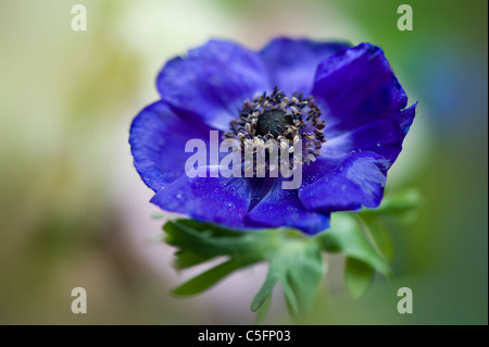 Anemone De Caen Blume windflower Stockfoto