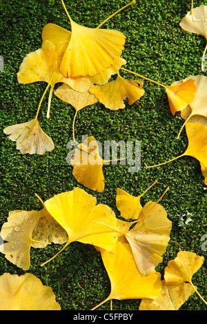 Ginkgo Biloba Blätter auf dem Boden im Herbst gefallenen. Stockfoto