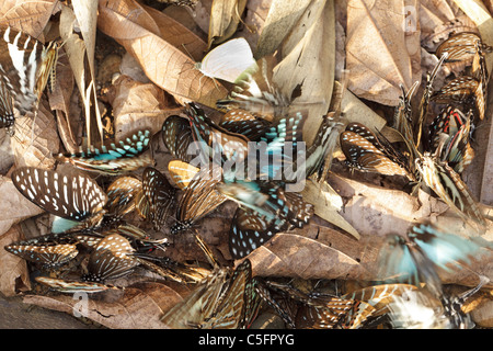 viele tropische Schmetterlinge Papilionidae sammeln Wasser in trockenen Blätter, Kaeng Krachan Nationalpark, thailand Stockfoto