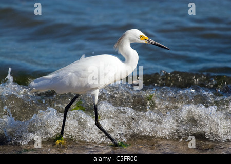 Ein junger Weißer Reiher Vogel am Strand entlang spazieren, als es für kleine Fische jagt. Stockfoto