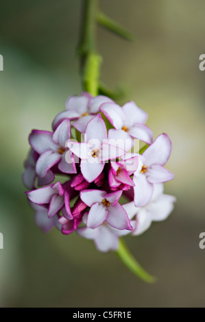 Nahaufnahme einer einzigen rosa Daphne Bholua, die 'Jacqueline Postill' Blume Stockfoto