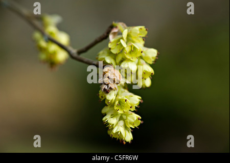 Corylopsis Glabrescens - Hasel duftende Winter Blumen Stockfoto