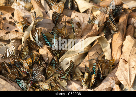 viele tropische Schmetterlinge Papilionidae sammeln Wasser in trockenen Blätter, Kaeng Krachan Nationalpark, thailand Stockfoto