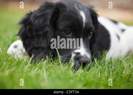 Ein zehnwöchiger schwarz-weißer englischer Springer-Spaniel (Canis lupus familiaris) Puppenhund, der auf Gras nah liegt. England Großbritannien Stockfoto