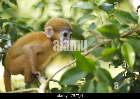 junges Blatt altrosa Languren Trachypithecus Obscurus aka brillentragende Languren, thailand Stockfoto