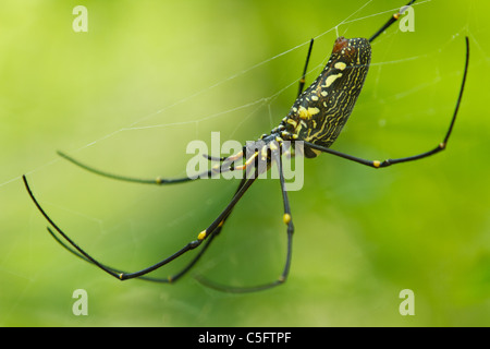 großen Nephila Orb Spider Web, thailand Stockfoto