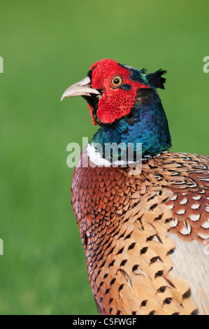 Gemeinsamen Fasan (Phasianus Colchicus) männlich Stockfoto