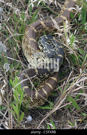 Bull Snake Pituophis Catenifer Sayi, Mittwestern USA, von A. B. Sheldon/Dembinsky Photo Assoc Stockfoto