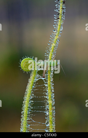 Grashuepfer gefangen unter klebrigen Tentakeln der fleischfressenden Thread-leaved Sonnentau Drosera Filiformis Var Tracyi Florida USA Stockfoto