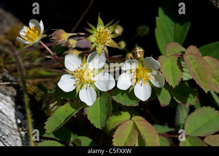 Wild oder Virginia Erdbeere in Blume Fragaria Virginiana im Osten der USA Stockfoto