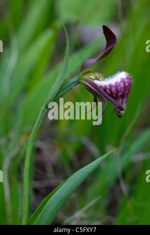 Widderkopf-Lady Slipper Orchidee Blüte Cypripedium Arietinum im Osten der USA Stockfoto