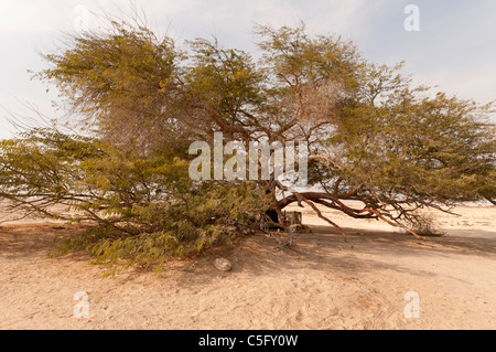 Elk204-1521 Bahrain, Baum des Lebens (Mesquite) Stockfoto