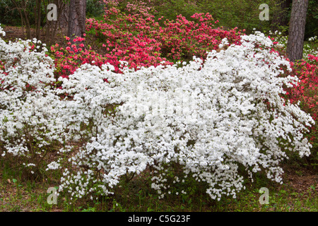 Azaleen im Azalea mit Blick auf Garten bei Callaway Gardens Stockfoto