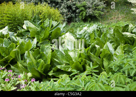 Lysichiton Americanus amerikanischer Skunk cabbage Stockfoto