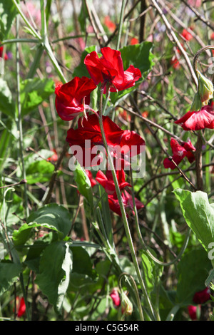 Sweet Pea Winston Churchill Stockfoto