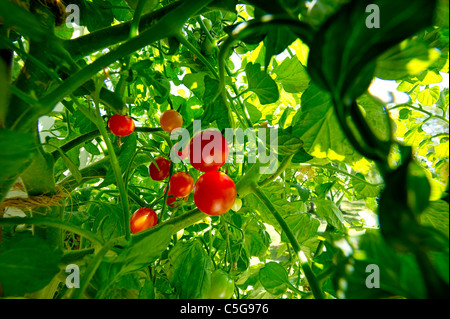 Tomaten auf Busch Strauch Greenfood Bio biologische Pflanzenzüchtung Garten Gartenarbeit oberen schöne Abdeckung grün Essen Frucht rot frisch neu Stockfoto