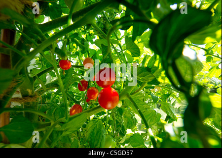 Tomaten auf Busch Strauch Greenfood Bio biologische Pflanzenzüchtung Garten Gartenarbeit oberen schöne Abdeckung grün Essen Frucht rot frisch neu Stockfoto
