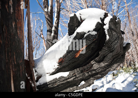 Toter Baum nach Schwarz dort Buschfeuer in Marysville Victoria Stockfoto