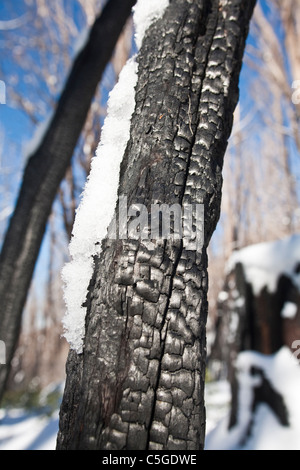 Toter Baum nach Schwarz dort Buschfeuer in Marysville Victoria Stockfoto
