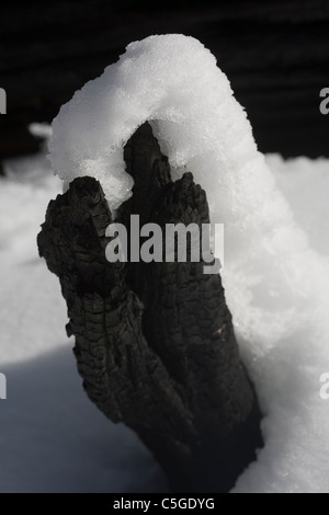 Baum der Stiel nach dem schwarzen Samstag Buschfeuer in Marysville Victoria Stockfoto