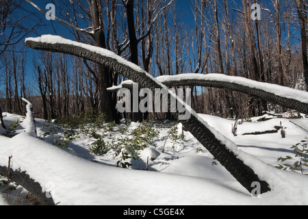 Schnee-Zahnfleisch nach der schwarzen Samstag Buschfeuer in Marysville Victoria Stockfoto