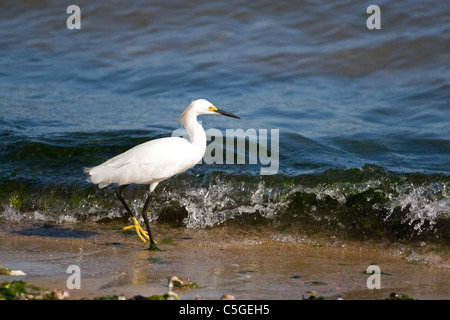 Ein junger Weißer Reiher Vogel am Strand entlang spazieren, als es für kleine Fische jagt. Stockfoto