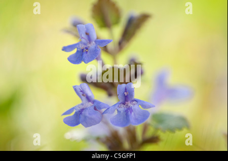 Ground Ivy Glechoma Hederacea Kent UK Stockfoto