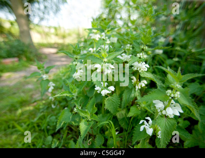 Weißen Toten Nessel Lamium Album Monkton Naturschutzgebiet UK Stockfoto