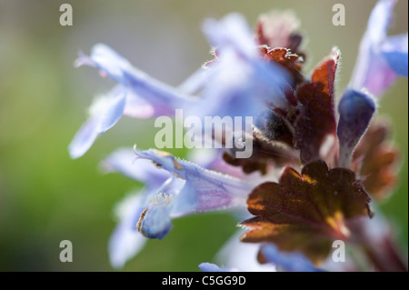 Ground Ivy Glechoma Hederacea Kent UK Stockfoto