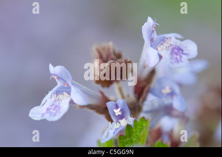 Ground Ivy Glechoma Hederacea Kent UK Stockfoto